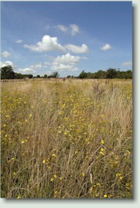 Burial Ground West View